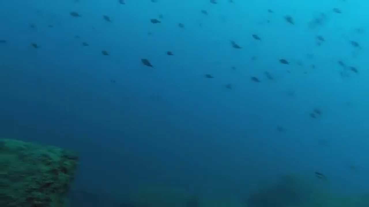 Deep Sea  - Fishing DENTICE 5 Kg