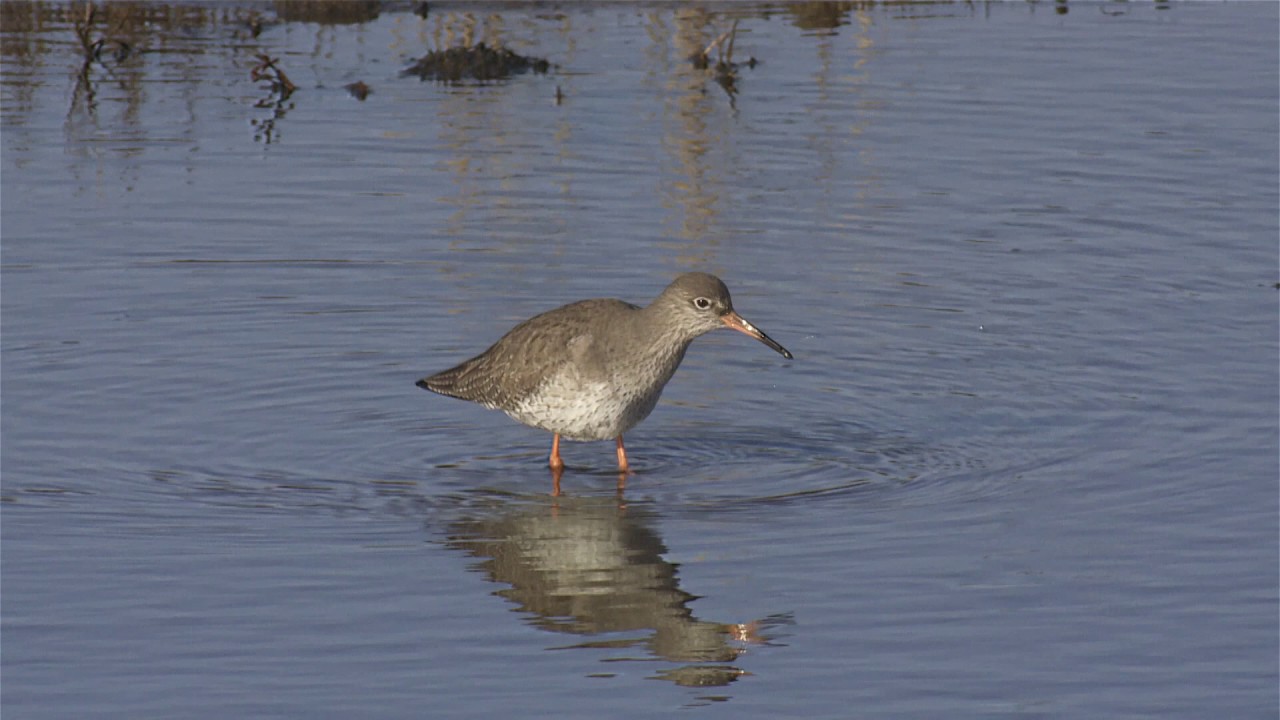 foresto obojek pro psy Redshank