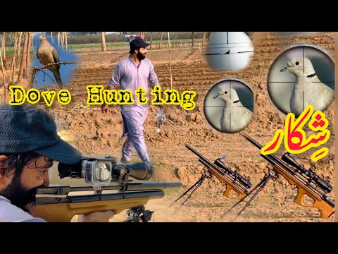 Dove Hunting With Pcp P15 Chaines Gun Scoap Discovery Vt3 6 24 50ffp