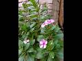 Indrajeet Narayan is live