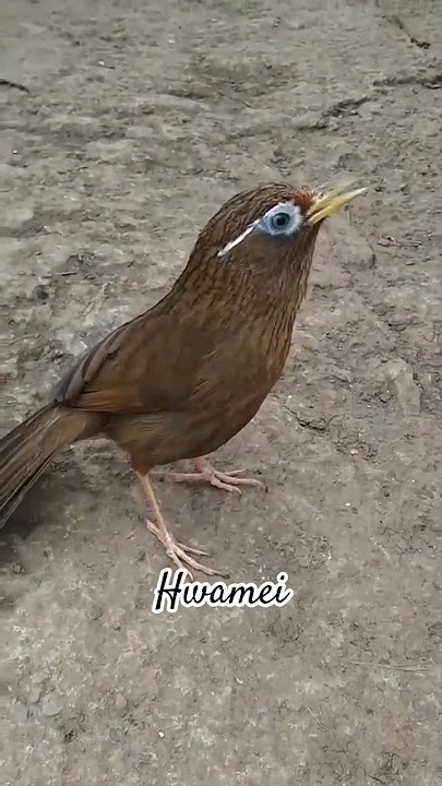 Download lagu wambie/hwamei #birds #thebirdsonggroup #burung #birdsong #hwamei