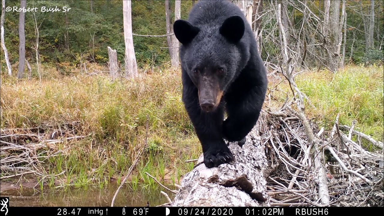 Some of the Pennsylvania Black Bears I've Captured over the years 2014