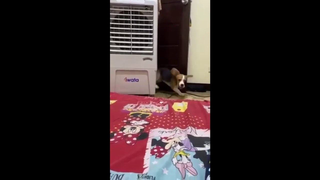 Beagle Puppy Zoomies Compilation YouTube