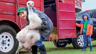 We’re Fixing our Emu Breeding Problem