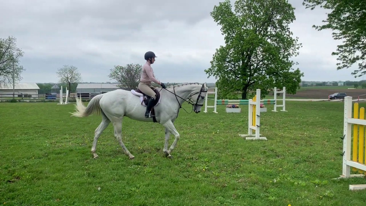 OSHA Online Show, May 2020 Caroline Witt Hunt Seat Equitation over