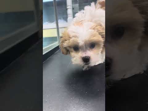 Teddy Bear #5706, Female, Aventura