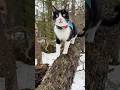 Fitz the Forest cat #cat #adventurecat #snowcat #snow #springfever #springsnow
