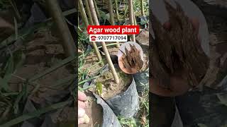 Agar wood plant#agarwood #agriculture #viral #youtubeshorts #farming #gardening #fruit #garden #oud