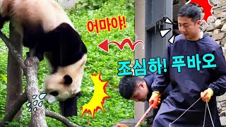 세상에💥푸바오는 분노를 해소하려고 하다가 큰 사고를 당했다💫⚡팬들은 한바탕 겁을 먹었다💦💭
