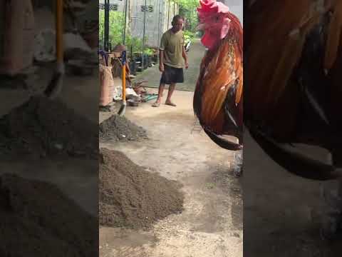 Sabung ayam mengerikan
