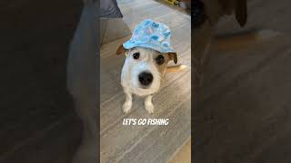 #dog #jackrussellterrier #cute #jrt #fishing #sanrio #cinnamoroll #cutie #pets #petlover #adorable