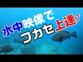 【フカセ釣り上達！】水中映像でフカセ釣り初心者脱却を目指そう！　寒グレ