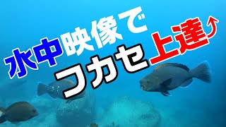 【フカセ釣り上達！】水中映像でフカセ釣り初心者脱却を目指そう！　寒グレ