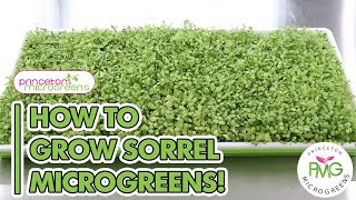 How to grow Sorrel Microgreens!