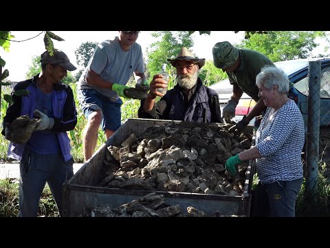 Video: Agrofirm Nestor în Satul Shushary, Districtul Pușkin