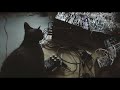 Music for cats pt iv chaseblissaudio warped vinyl and eurorack modular synthesizer lofi ambient