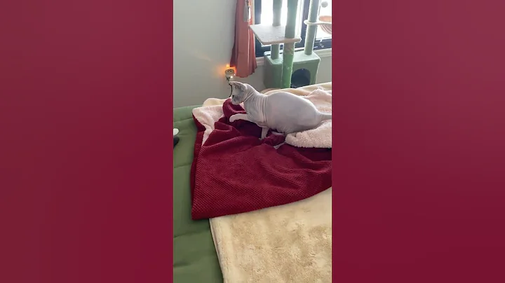 Video 7764911: cat calico hairless, hairless cat fight, cat calico funny, rescue cat funny