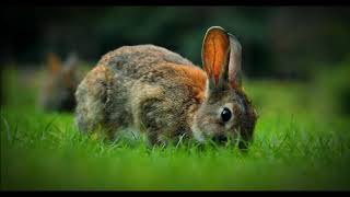 Are Lucky Rabbit's Feet Real? The Truth About This Classic Charm