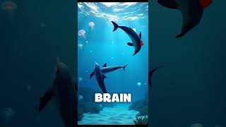 What If I Told You Dolphins Can Make You