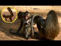 Funny monkey family