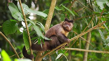 Slow motion of a Capuchin monkey in a tree eating a piece of fruit.