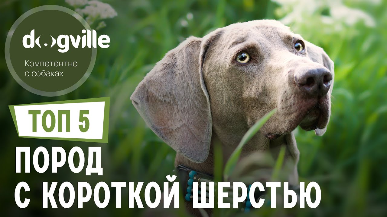 Обзор собак