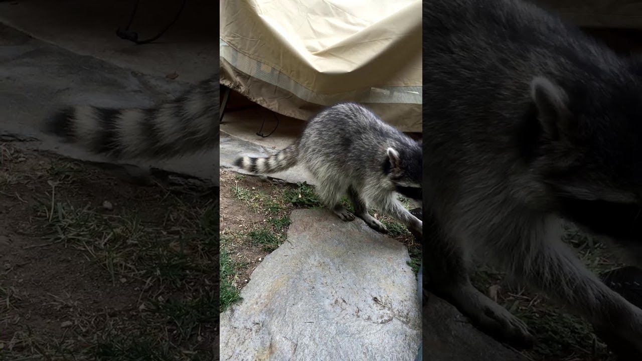 Friendly Raccoon Plays in Backyard