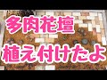 【多肉花壇】第2多肉花壇植え付け❣️❣️