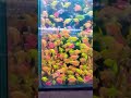 You are my safe place, my peace,  I never want to lose.#aquarium #aquariumhobby #shorts