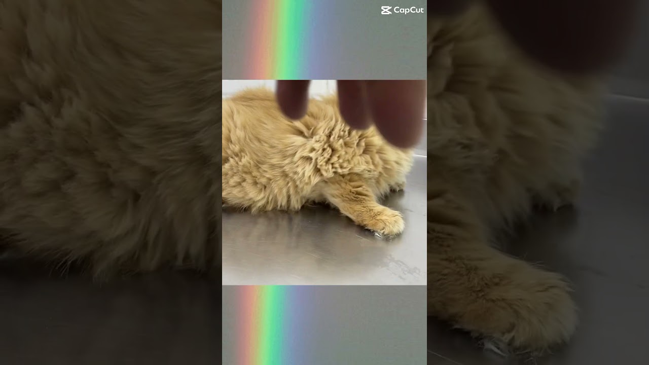 Cat hair cut zero 🤩 