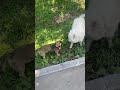 ТУЗИК И БИЛЕК - ДВА ВЕСЁЛЫХ ГУСЯ🤪