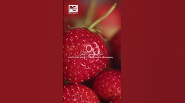 اللَّهُ الَّذِي رَفَعَ السَّمَاوَاتِ بِغَيْرِ  …  سورة الرعد الآيات 1-2 بصوت الشيخ هزاع البلوشي