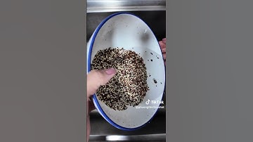 Cách làm sữa hạt đơn giản nhất bằng máy xay sinh tố từ Tiến sĩ khoa học y sinh Mita TRAN 2024