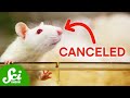 The Future of Lab Rats in Scientific Research