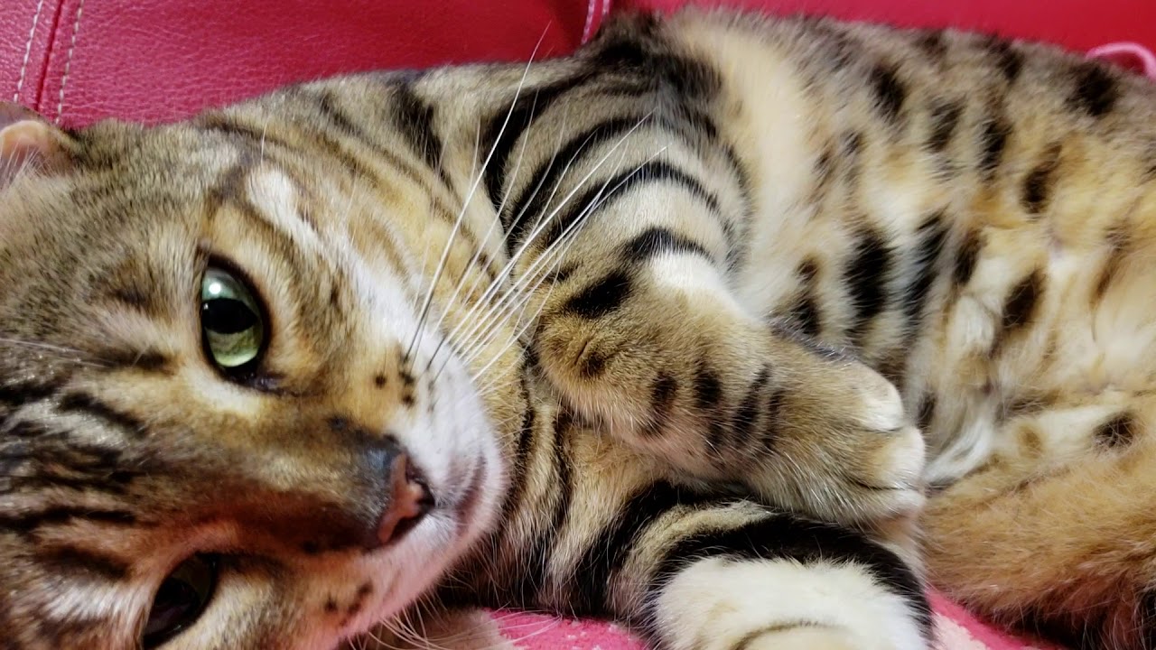 ベンガル猫ラティアスちゃんの毛玉ゲロのお値段は Youtube