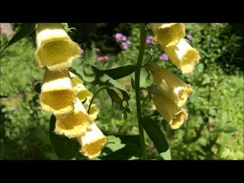 Foxglove Digitalis Lutea