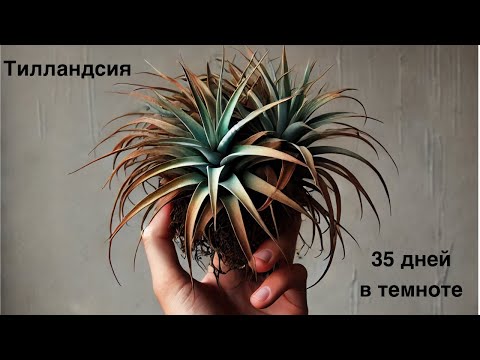 35 дней в темноте: Что стало с Тилландсиями?