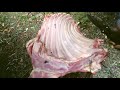 シカ肉のアバラ肉をを解体して食べてみたら。。。