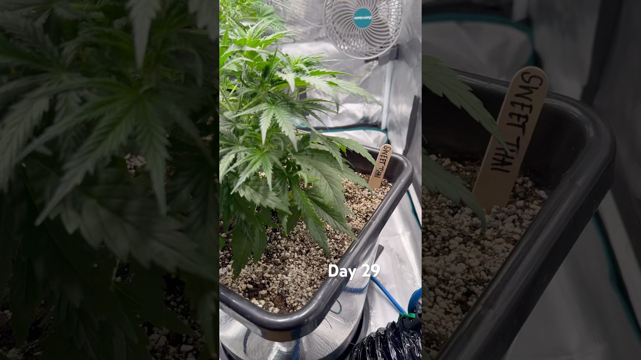 Day 29 homegrow  