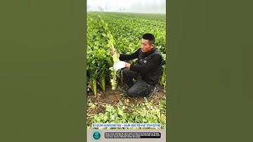 DIY Celery Harvesting Tool – Sharp Knife for Fast Stem Cutting