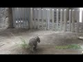 走る赤ちゃんゾウ　Baby elephant running　230918