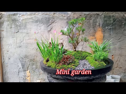 Video: Menanam Taman Miniatur Dalam Rumah