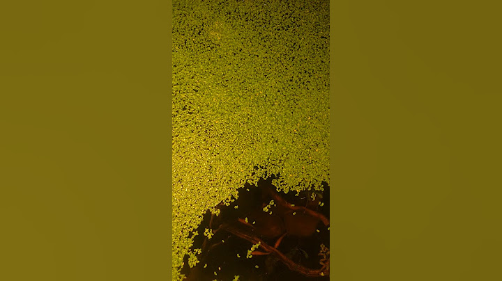 This is why you should NOT use duckweed in your aquarium