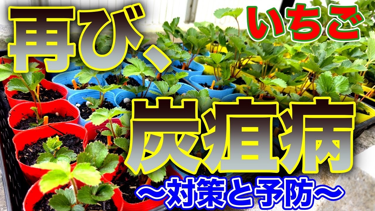 今年のイチゴの苗作りは本当に病気に泣かされます！！〜サラリーマンでも出来るいちご栽培シリーズ〜