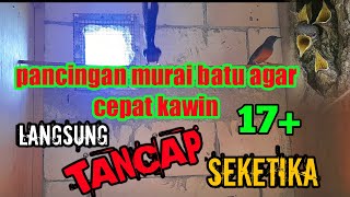 pancingan murai batu agar cepat kawin!paling ampuh