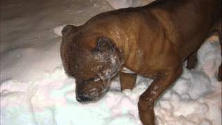 Мои Стаффики Зимой 2011