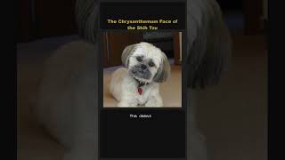 The Shih Tzu Chrysanthemum Face 🌸🐶 #Shorts