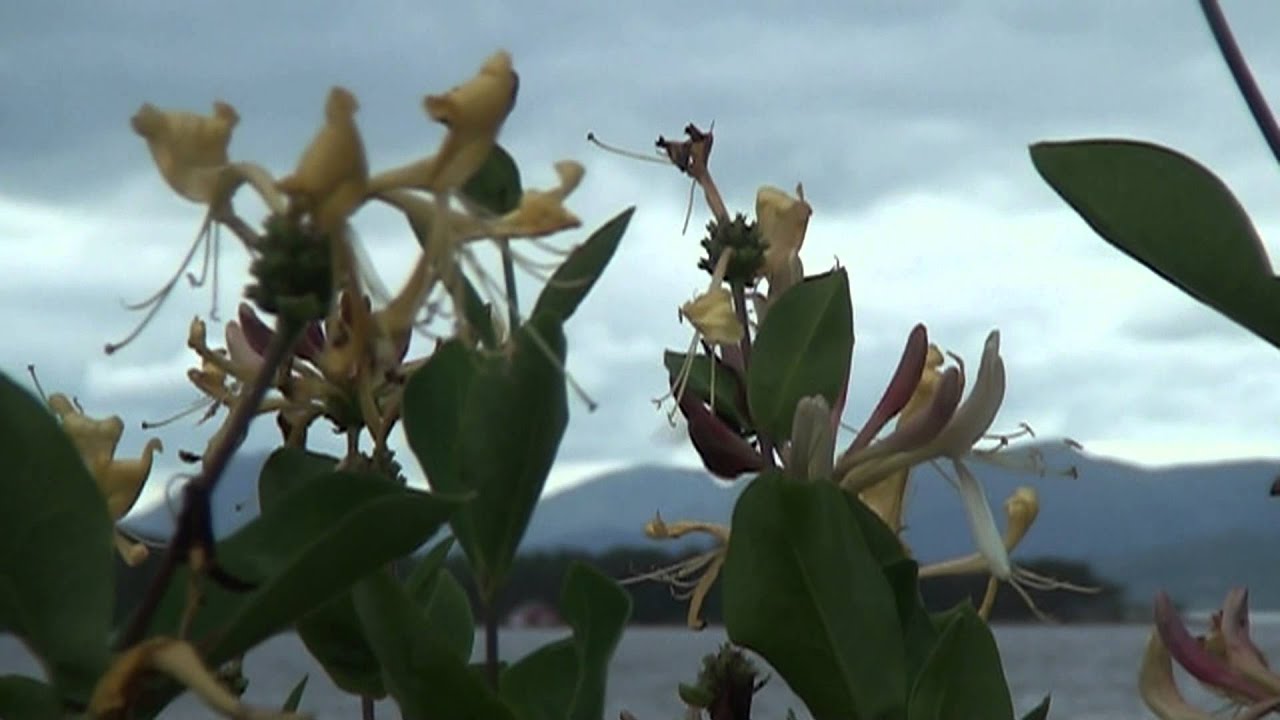 Videoclip: Bumblebee