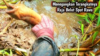LUAR BIASA BESARNYA‼️ TERANGKATNYA RAJA BELUT SPOT RAWA