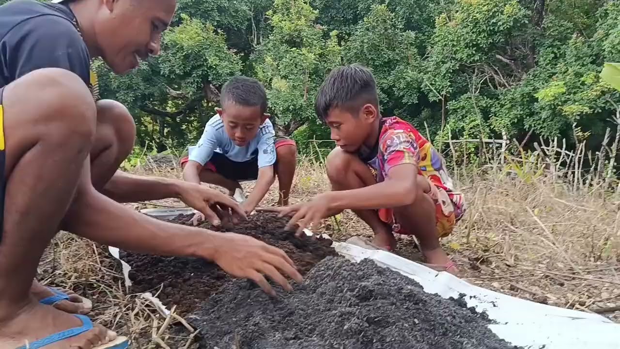 Untuk pemula.Semai bibit melon 🍈 dari awal sampai selesai 100℅ tumbuh 